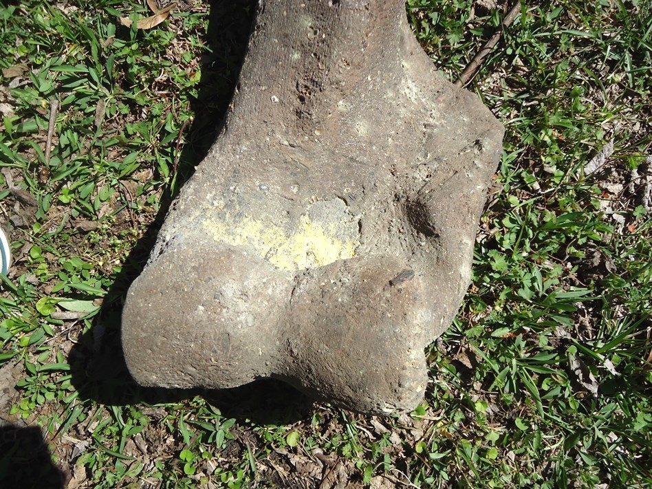 Large image 8 One-Of-A-Kind Complete Mastodon Humerus