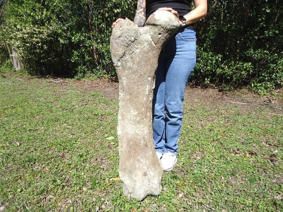 Large image 1 World Class Mastodon Femur