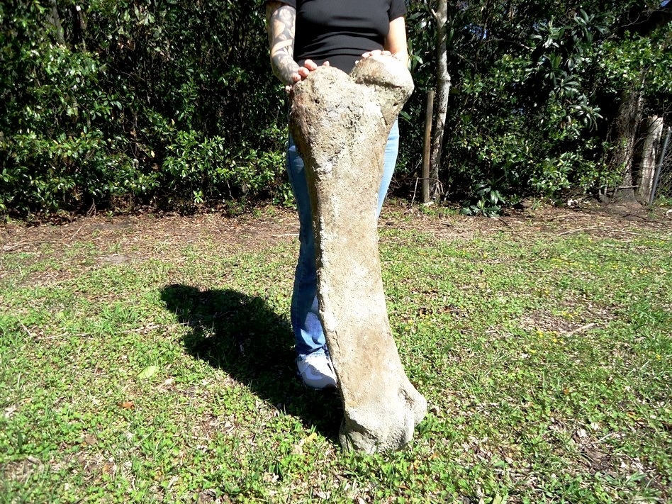 Large image 2 World Class Mastodon Femur