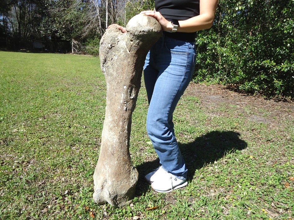 Large image 3 World Class Mastodon Femur