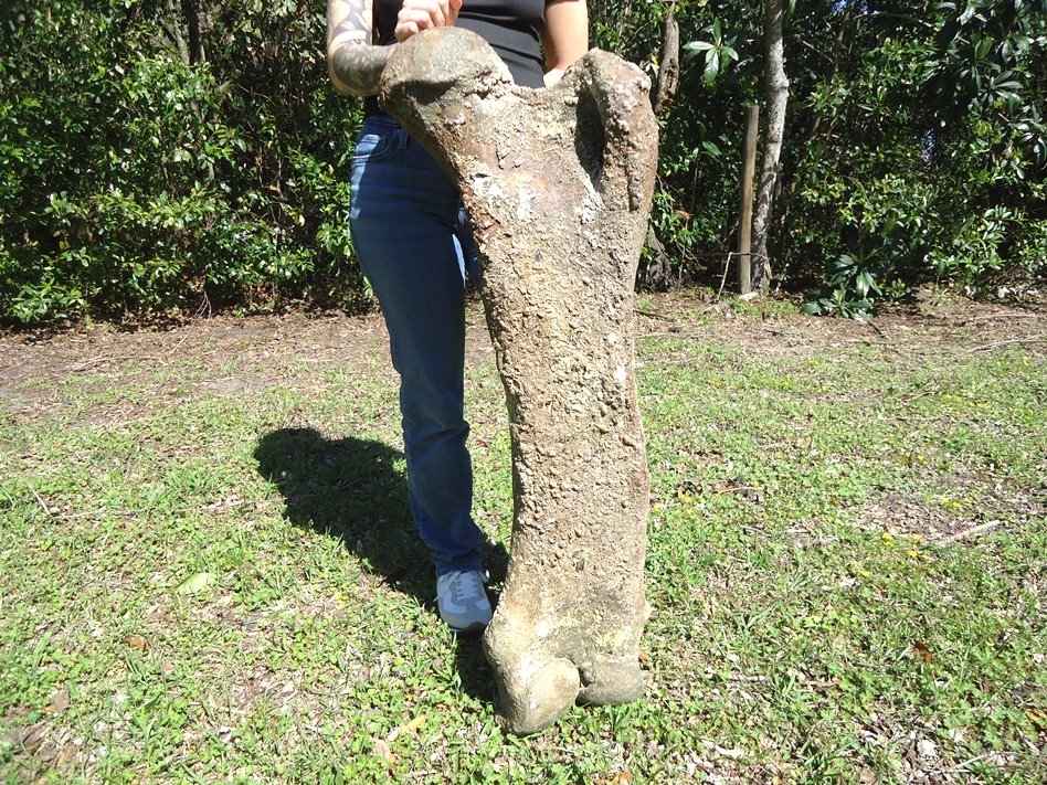 Large image 4 World Class Mastodon Femur
