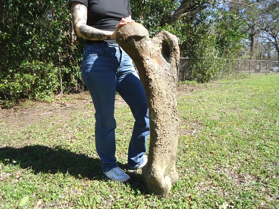 Large image 5 World Class Mastodon Femur