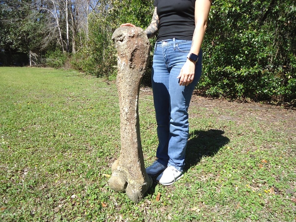 Large image 6 World Class Mastodon Femur