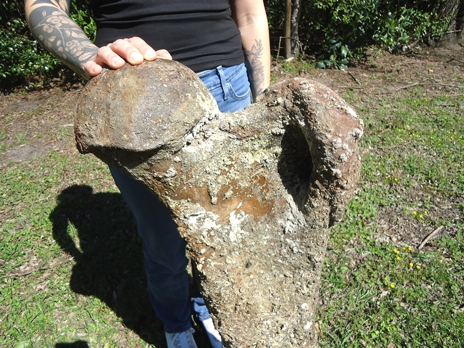 Large image 7 World Class Mastodon Femur