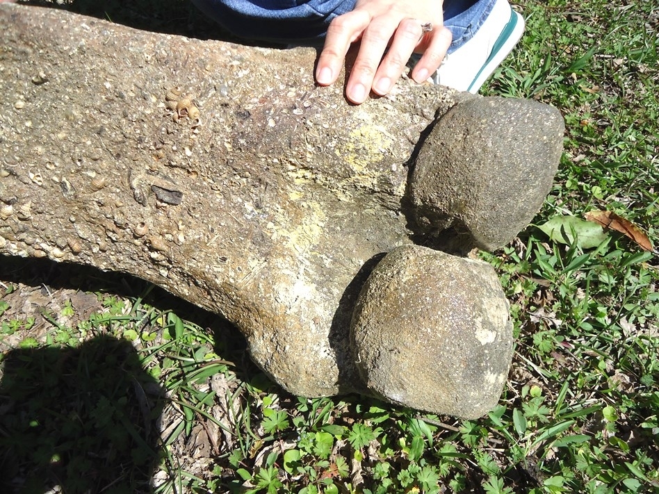 Large image 10 World Class Mastodon Femur