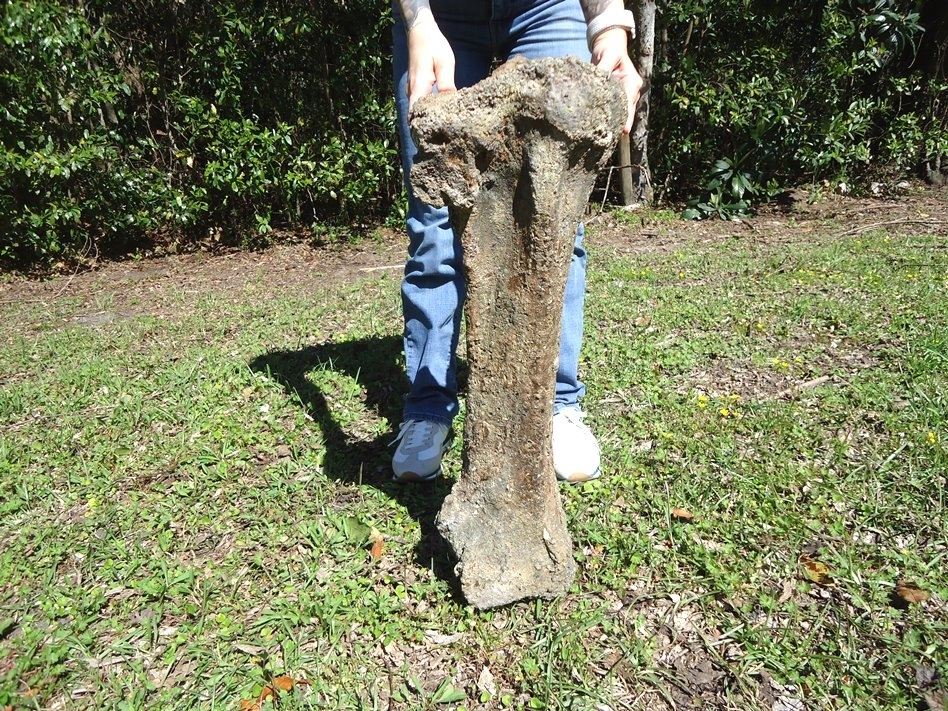 Large image 1 Exceptional Mastodon Tibia