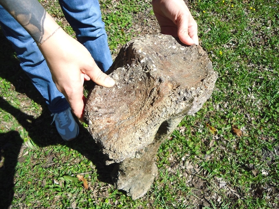 Large image 2 Exceptional Mastodon Tibia