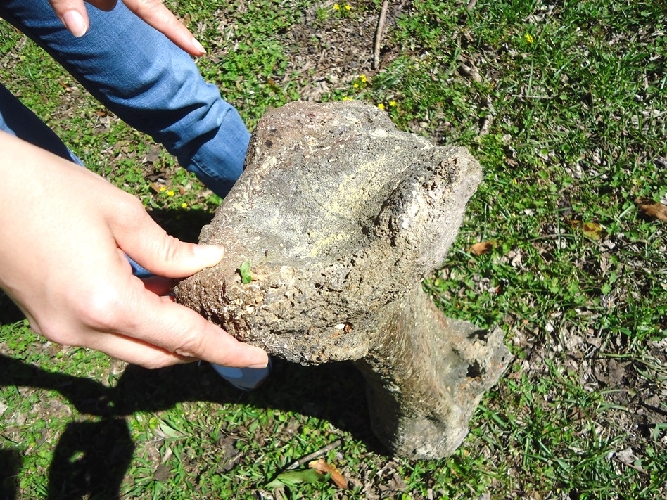 Large image 3 Exceptional Mastodon Tibia