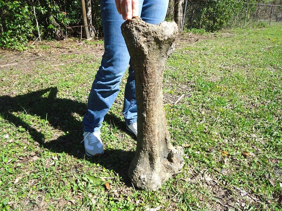 Large image 4 Exceptional Mastodon Tibia