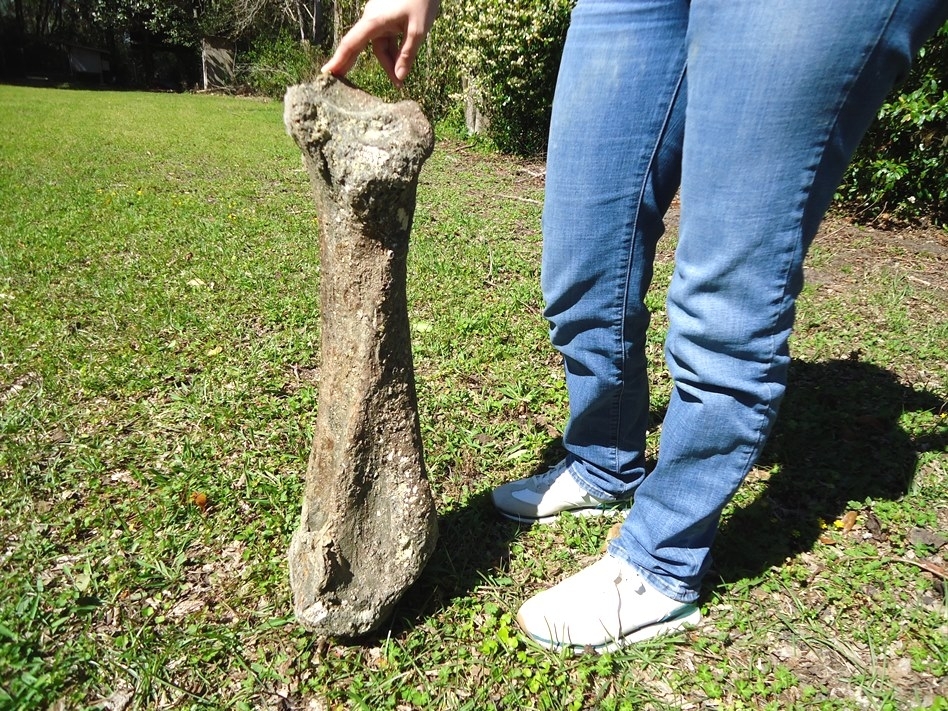 Large image 5 Exceptional Mastodon Tibia