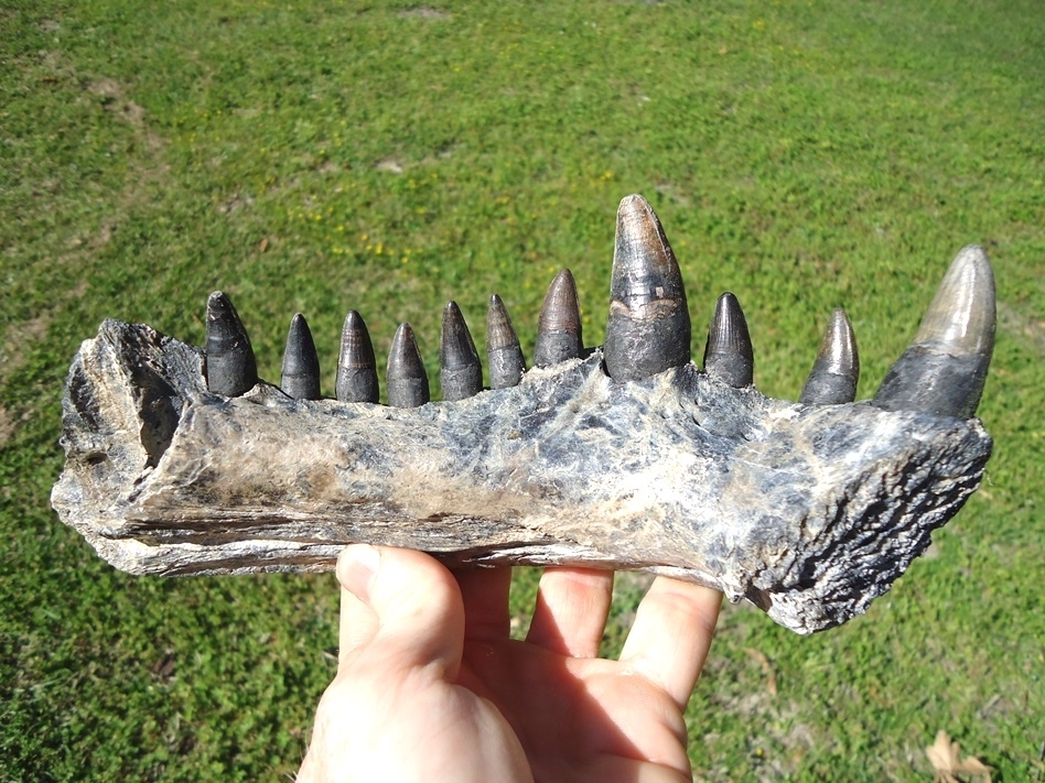 Large image 1 Monster Sized Alligator Jaw with 11 Teeth