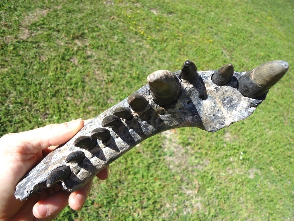 Large image 2 Monster Sized Alligator Jaw with 11 Teeth