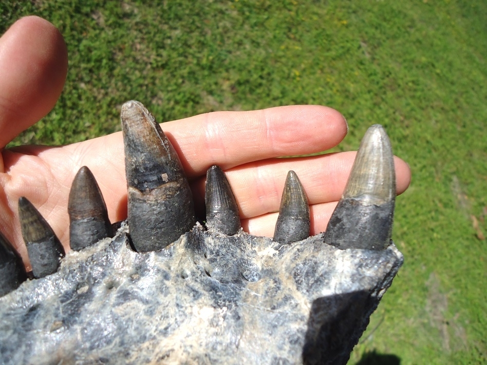 Large image 3 Monster Sized Alligator Jaw with 11 Teeth