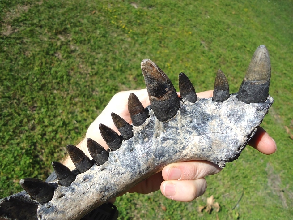 Large image 4 Monster Sized Alligator Jaw with 11 Teeth