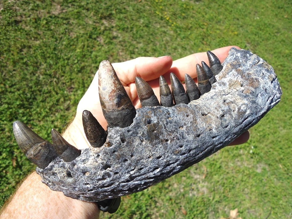 Large image 5 Monster Sized Alligator Jaw with 11 Teeth