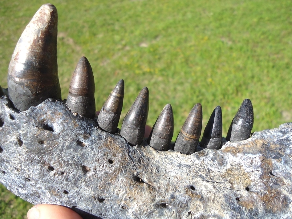 Large image 6 Monster Sized Alligator Jaw with 11 Teeth