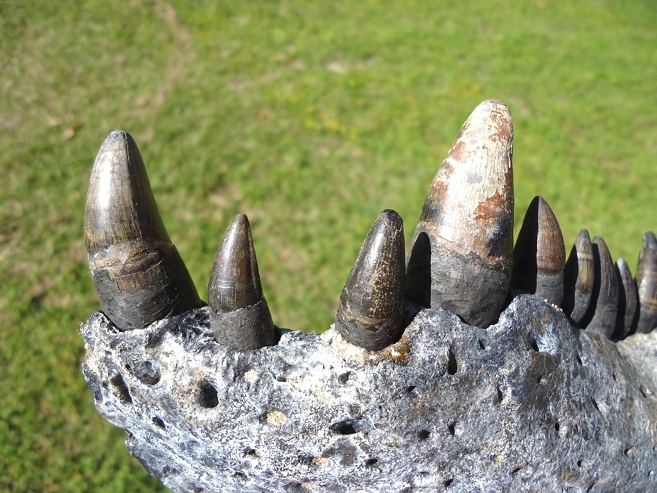 Large image 7 Monster Sized Alligator Jaw with 11 Teeth