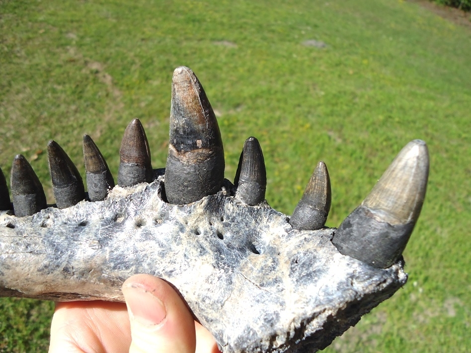 Large image 8 Monster Sized Alligator Jaw with 11 Teeth