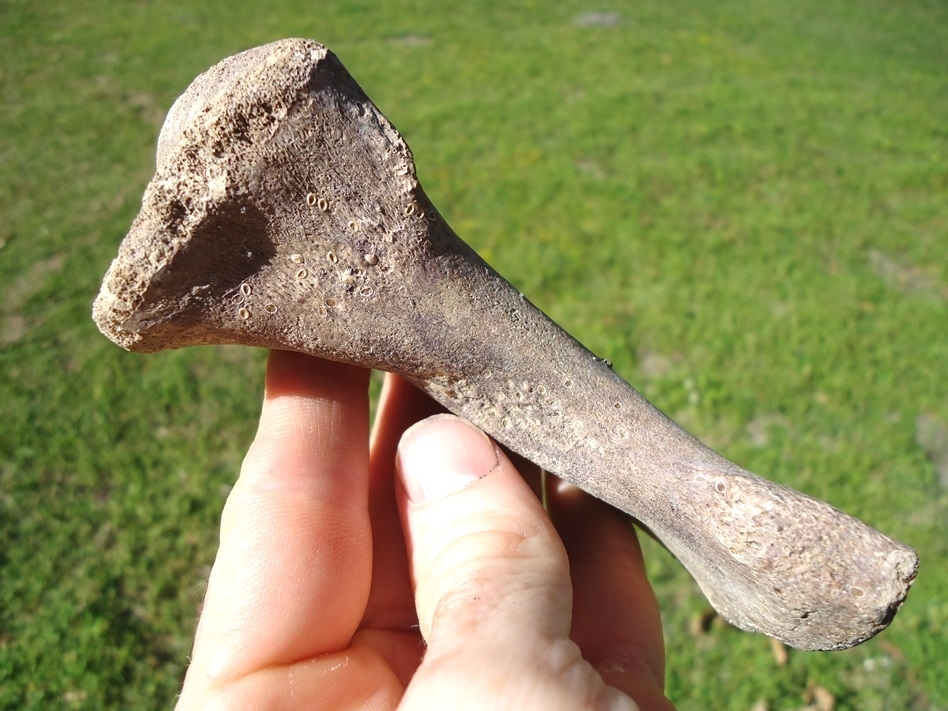 Large image 1 Rare Giant Tortoise Ulna