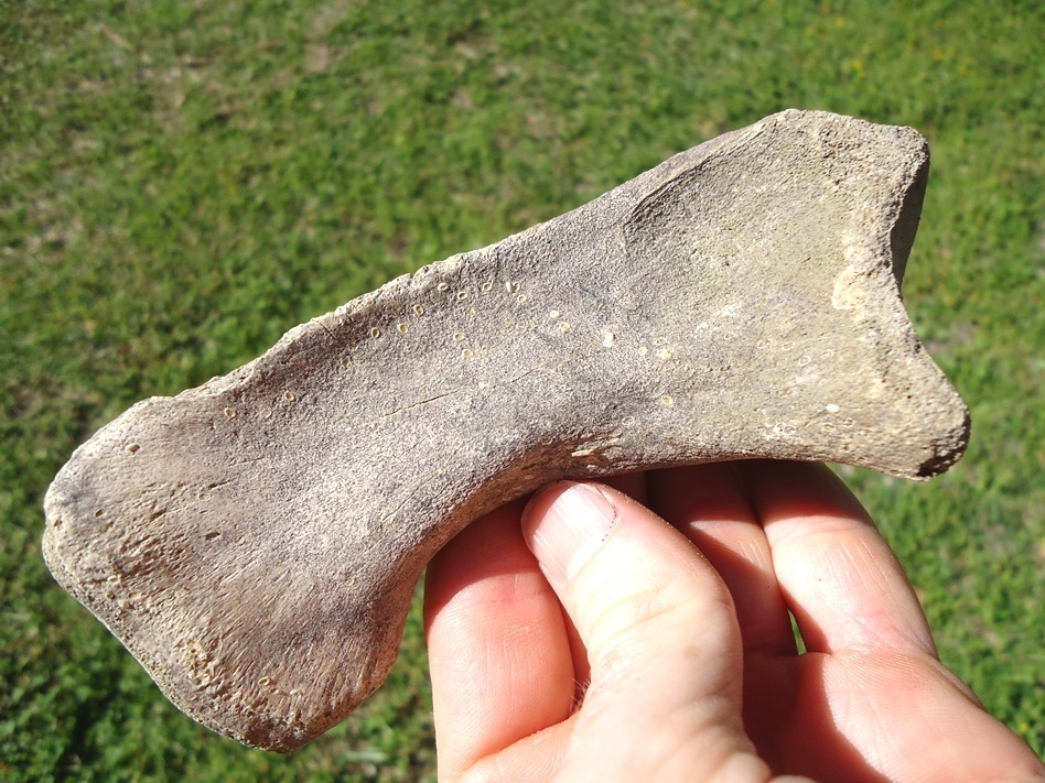 Large image 4 Rare Giant Tortoise Ulna