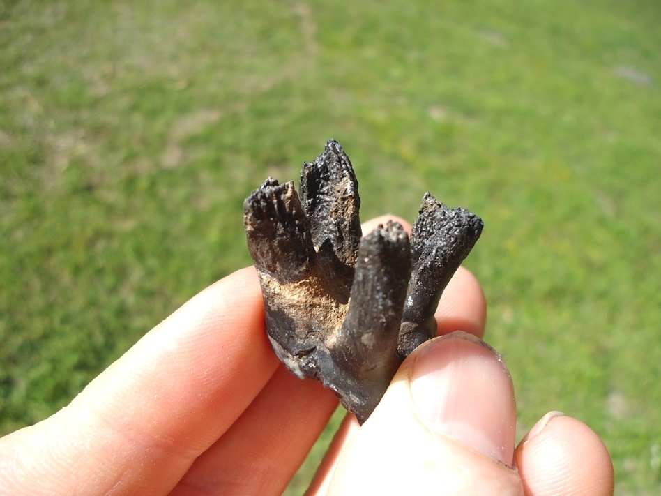 Large image 4 Fully Rooted Llama Upper Molar