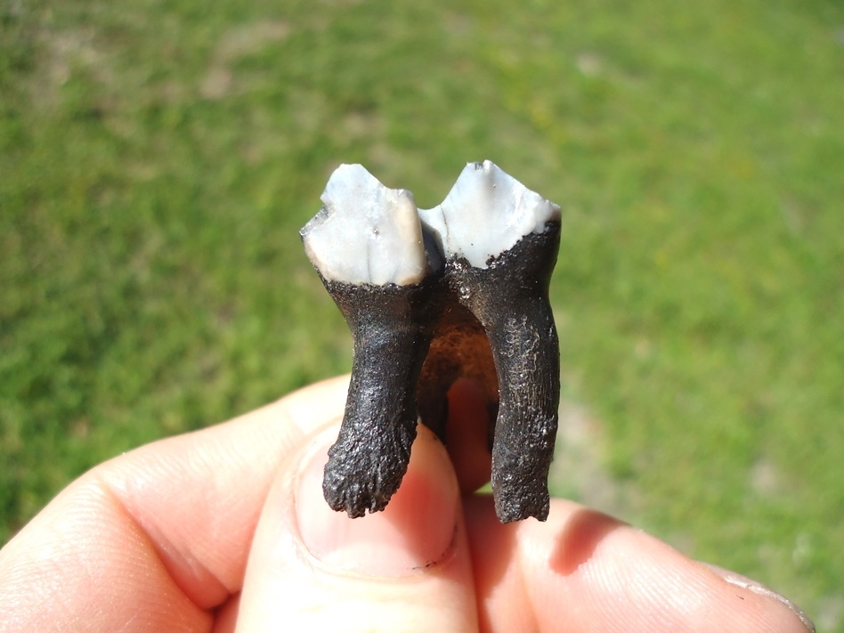 Large image 1 Fully Rooted Llama Upper Molar