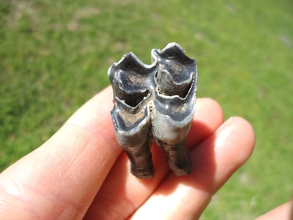 Large image 2 Fully Rooted Llama Upper Molar