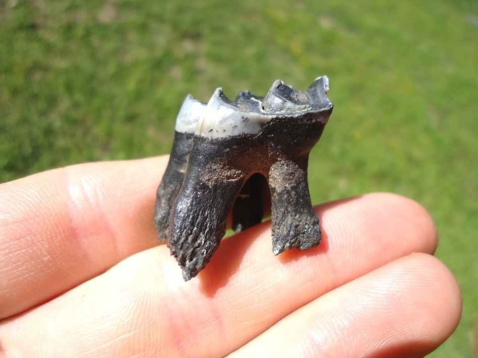 Large image 3 Fully Rooted Llama Upper Molar