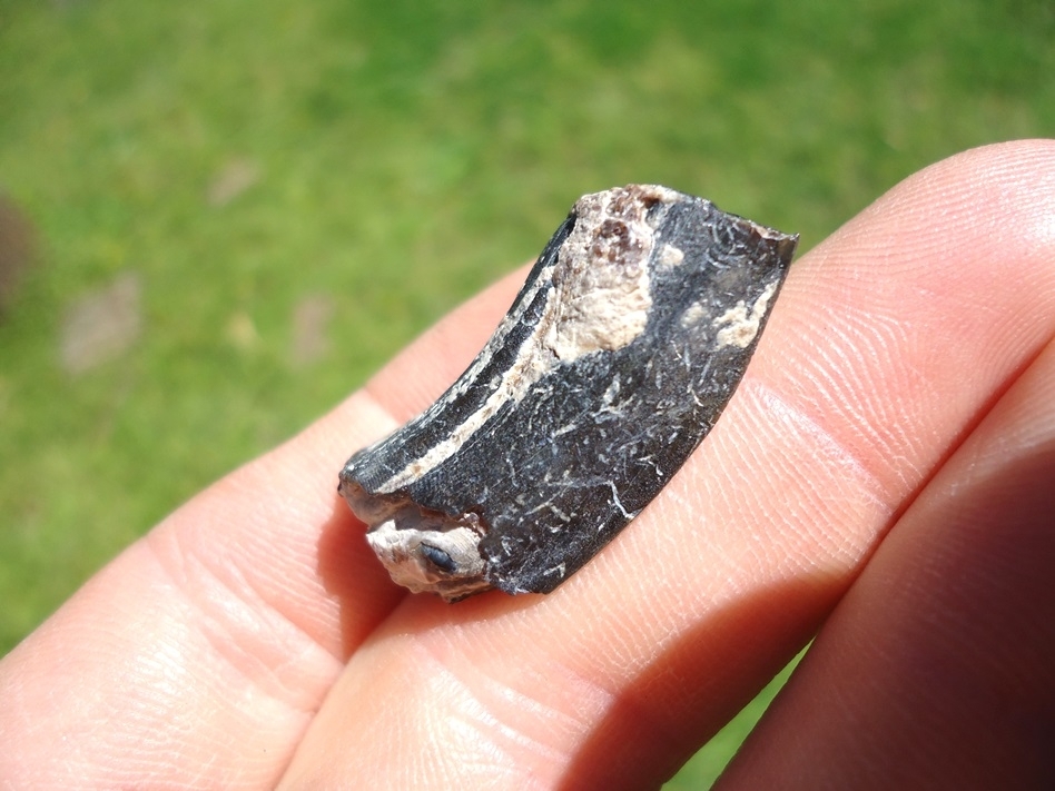 Large image 2 Rare Identified Three Toed Horse Tooth from Bone Valley