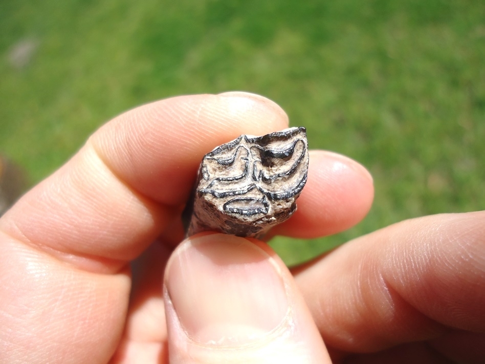 Large image 3 Rare Identified Three Toed Horse Tooth from Bone Valley