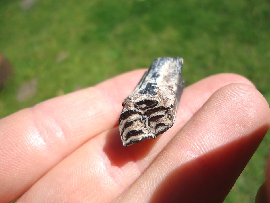 Large image 4 Rare Identified Three Toed Horse Tooth from Bone Valley