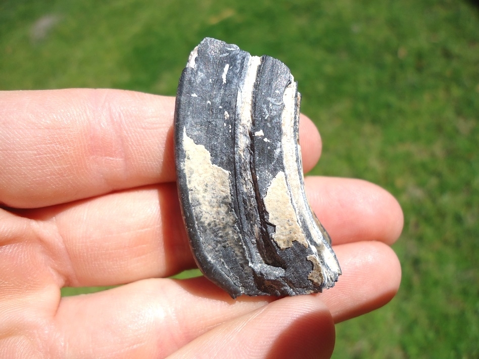 Large image 1 Rare Identified Three Toed Horse Tooth from Bone Valley