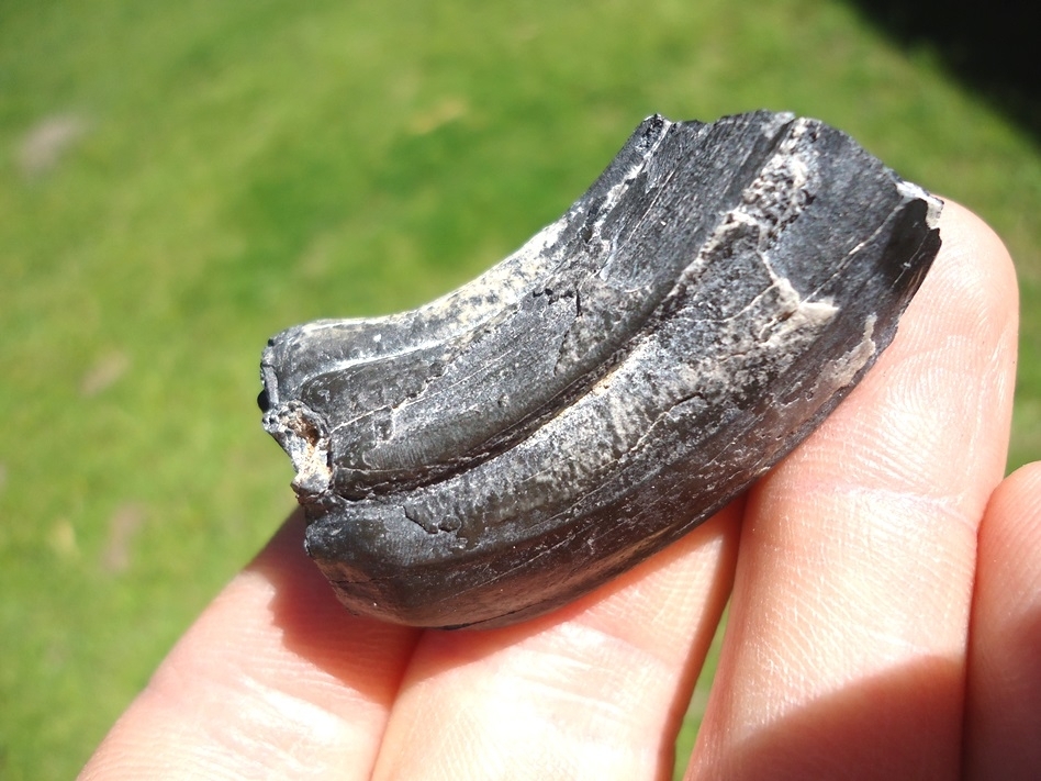 Large image 2 Rare Identified Three Toed Horse Tooth from Bone Valley