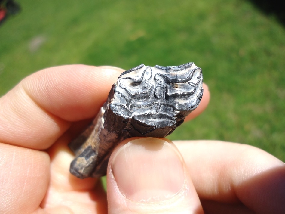 Large image 3 Rare Identified Three Toed Horse Tooth from Bone Valley