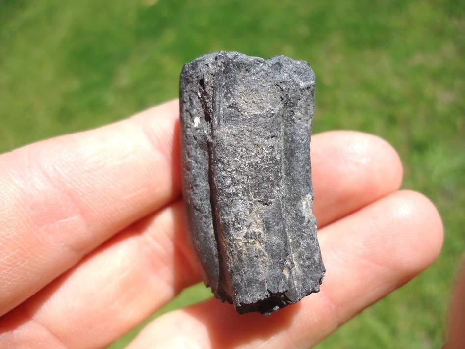 Large image 1 Rare Identified Three Toed Horse Tooth from Bone Valley