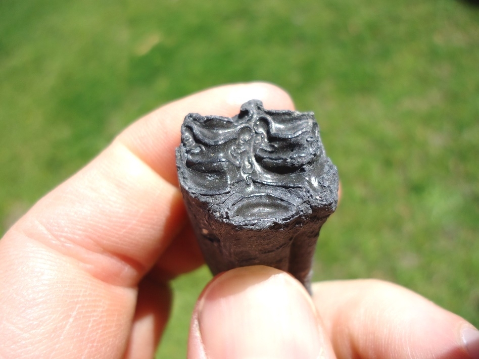 Large image 2 Rare Identified Three Toed Horse Tooth from Bone Valley