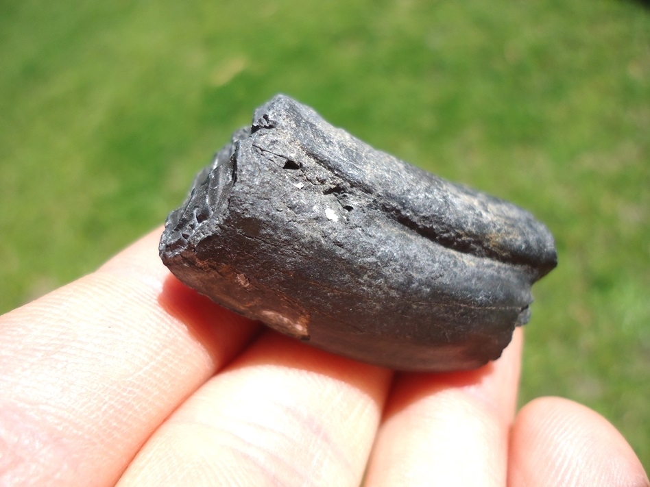 Large image 3 Rare Identified Three Toed Horse Tooth from Bone Valley