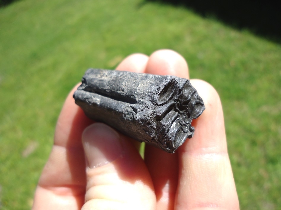 Large image 4 Rare Identified Three Toed Horse Tooth from Bone Valley