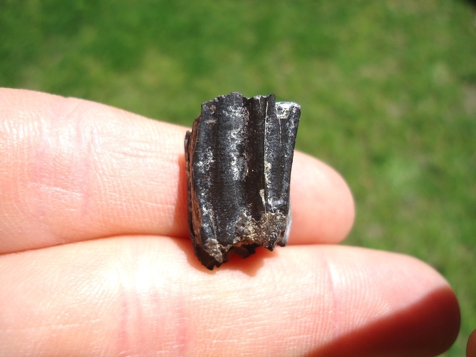 Large image 1 Rare Identified Three Toed Horse Tooth from Bone Valley