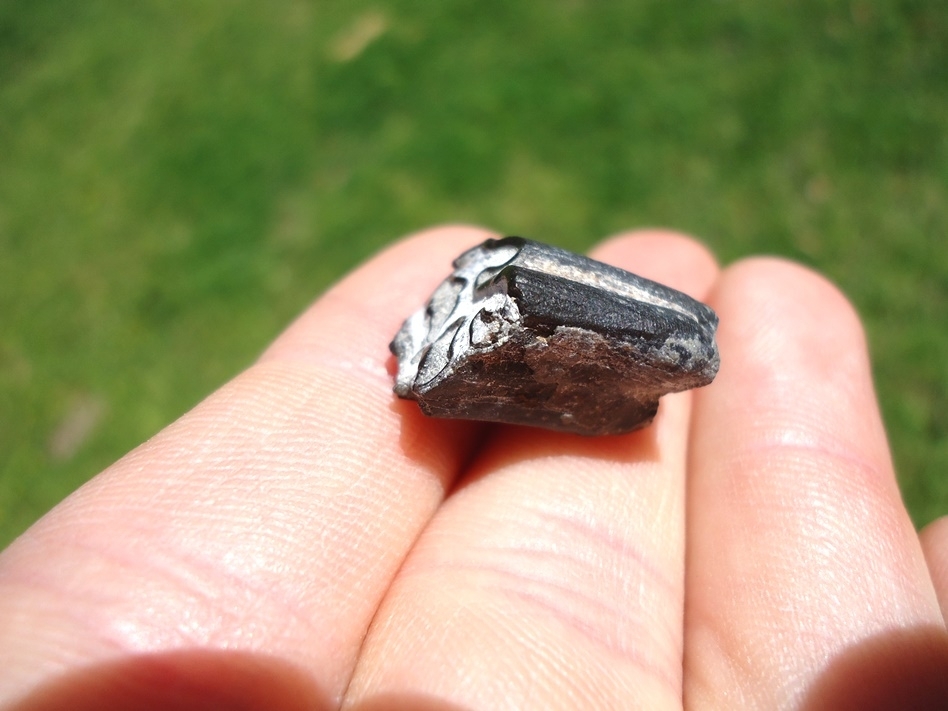 Large image 4 Rare Identified Three Toed Horse Tooth from Bone Valley