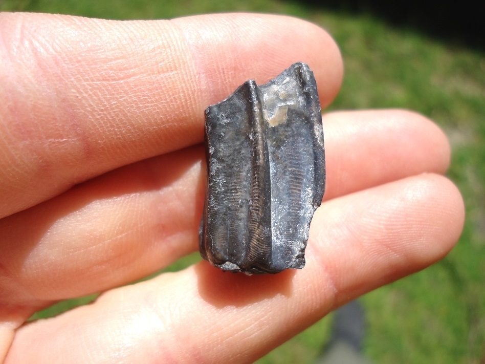 Large image 1 Rare Identified Three Toed Horse Tooth from Bone Valley