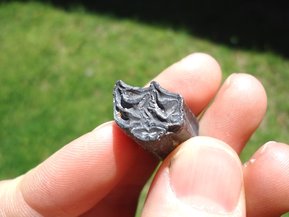 Large image 2 Rare Identified Three Toed Horse Tooth from Bone Valley