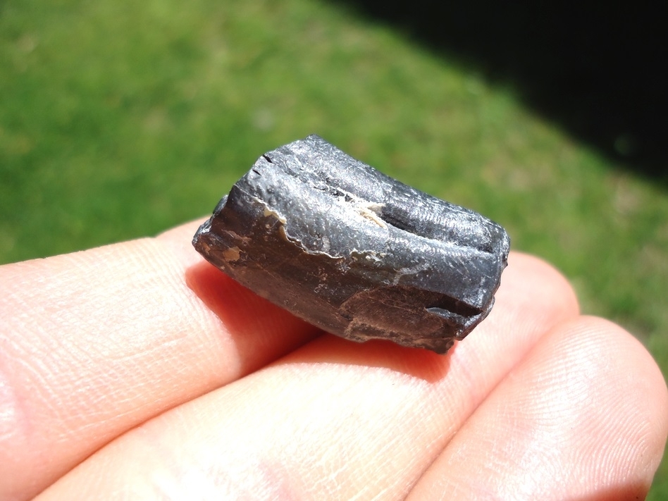 Large image 3 Rare Identified Three Toed Horse Tooth from Bone Valley