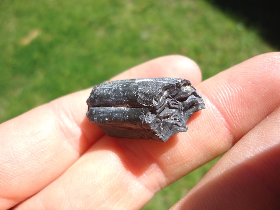 Large image 4 Rare Identified Three Toed Horse Tooth from Bone Valley