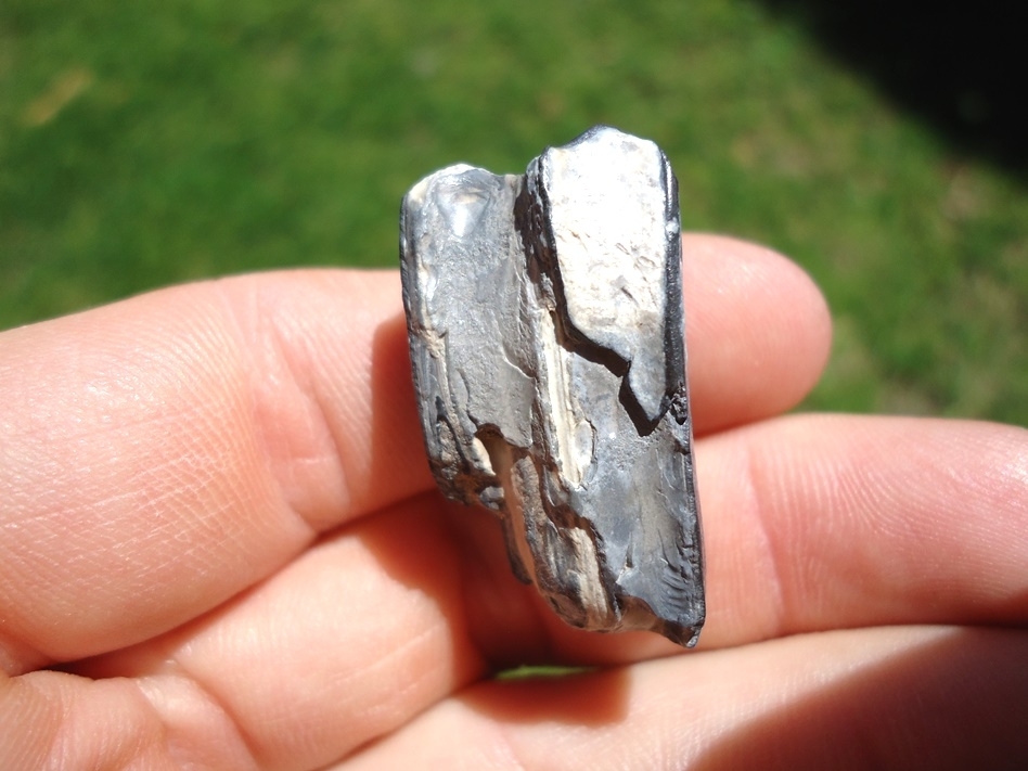 Large image 1 Rare Identified Three Toed Horse Tooth from Bone Valley