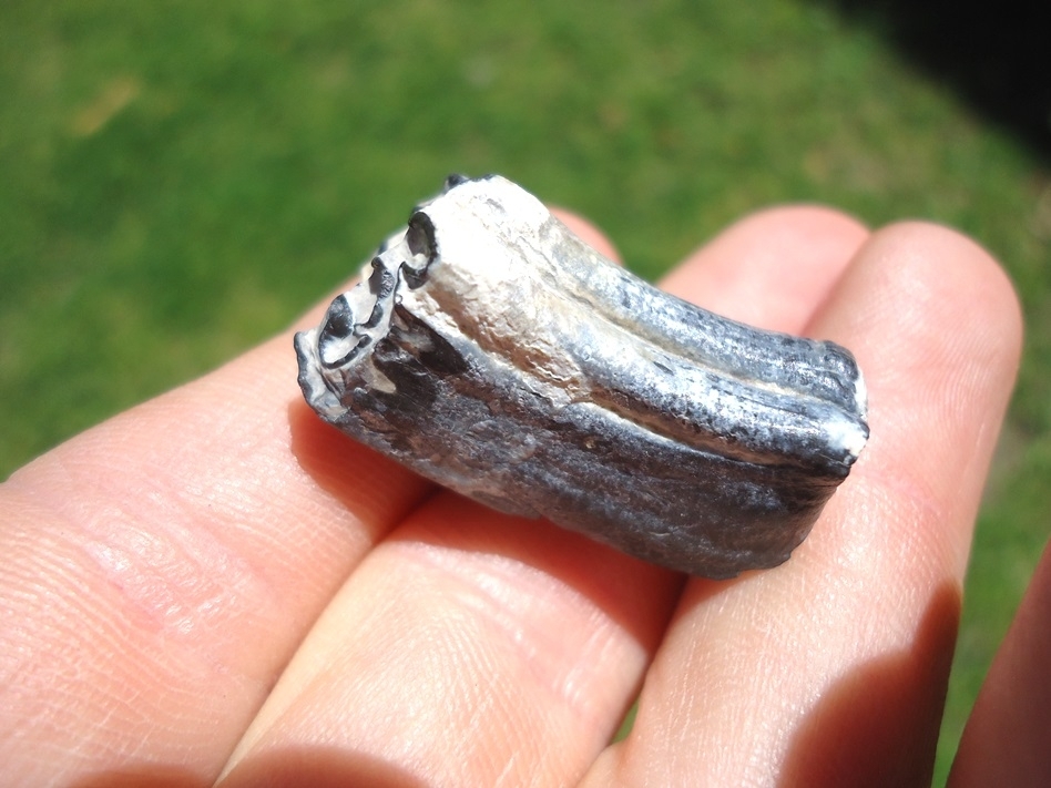 Large image 2 Rare Identified Three Toed Horse Tooth from Bone Valley