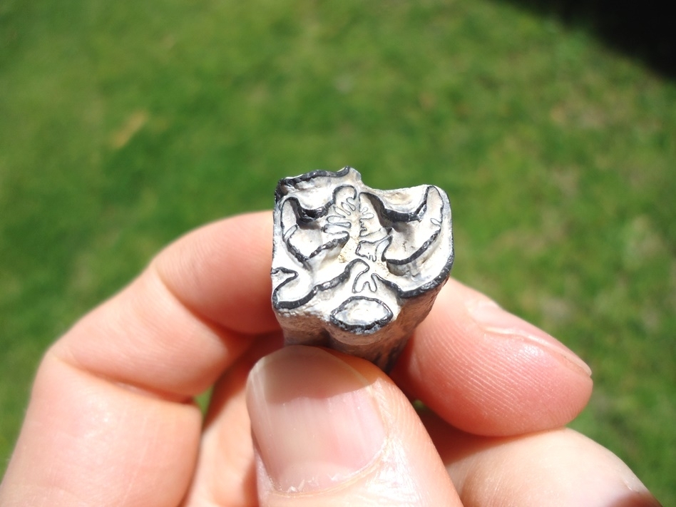 Large image 3 Rare Identified Three Toed Horse Tooth from Bone Valley