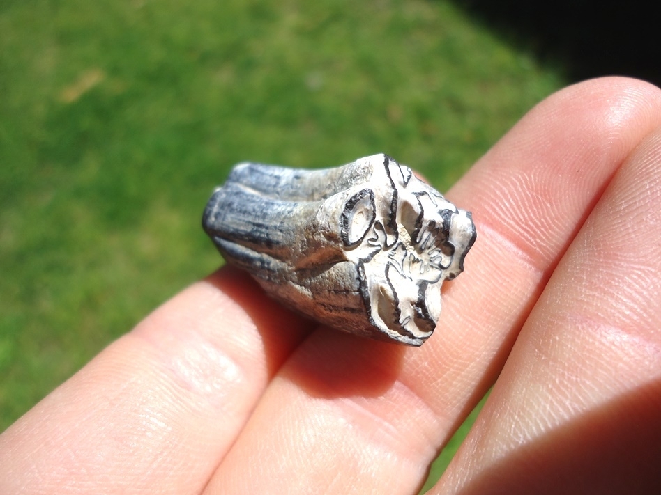 Large image 4 Rare Identified Three Toed Horse Tooth from Bone Valley