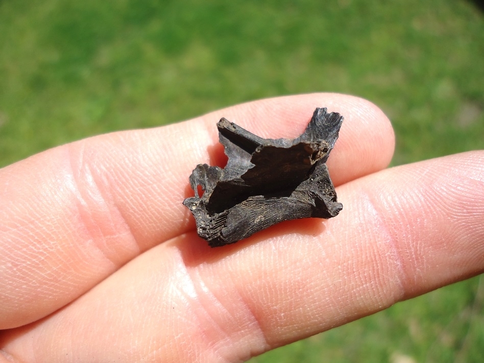 Large image 1 Beyond Rare Fresh Water Eel Vertebra