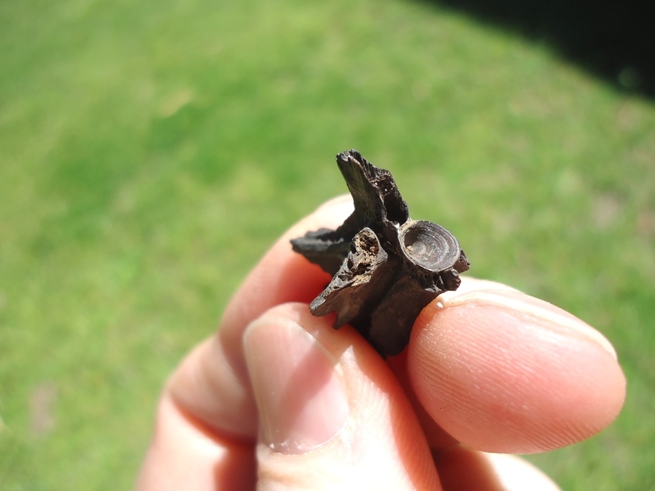 Large image 2 Beyond Rare Fresh Water Eel Vertebra